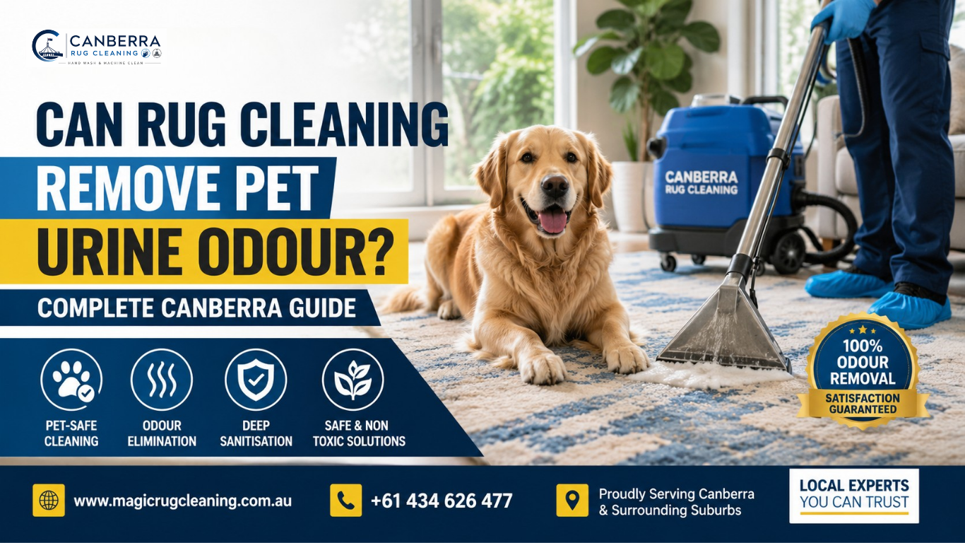 Can Rug Cleaning Remove Pet Urine Odour? Complete Canberra Guide (2026)